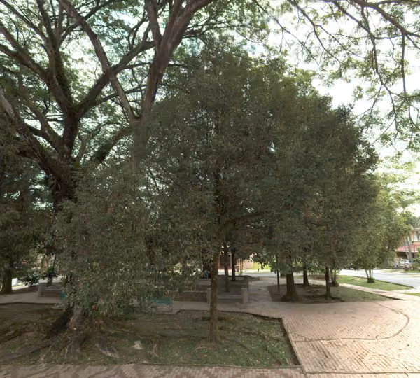 tree photo
