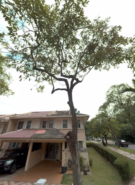 tree photo