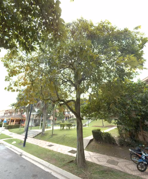 tree photo