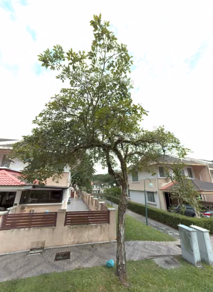 tree photo