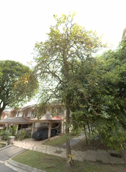 tree photo