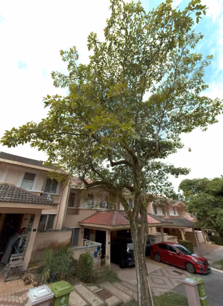 tree photo