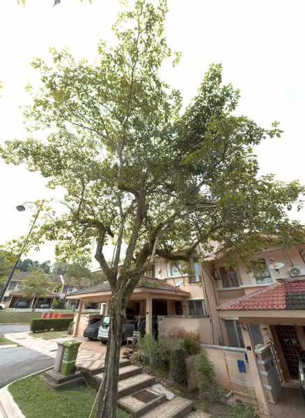 tree photo