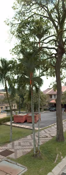 tree photo