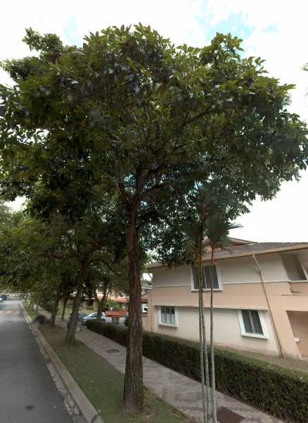 tree photo