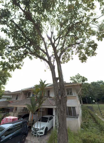 tree photo