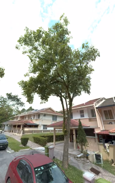 tree photo