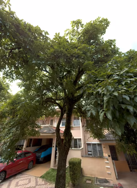 tree photo