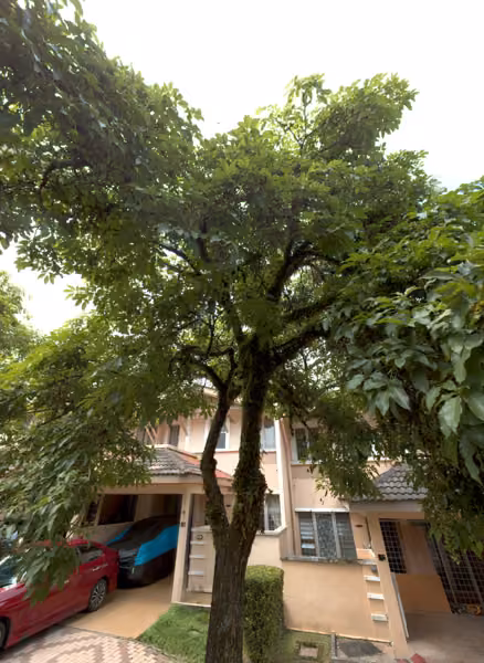 tree photo