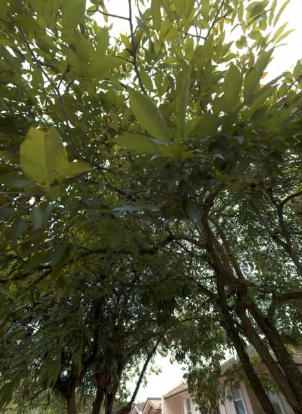tree photo
