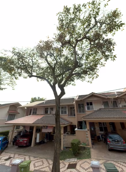 tree photo