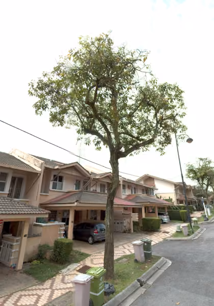 tree photo
