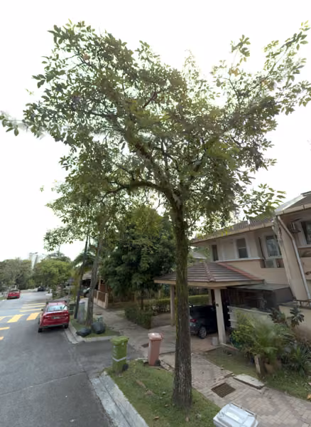 tree photo