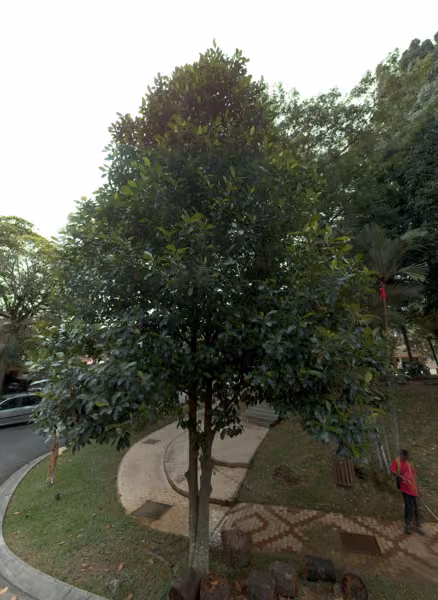 tree photo