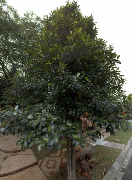 tree photo