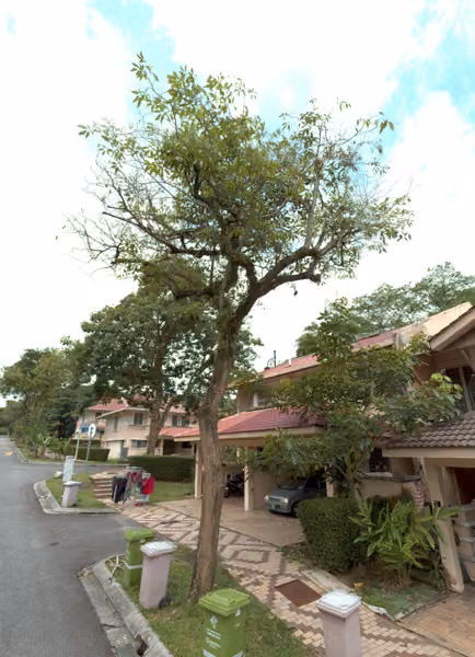 tree photo