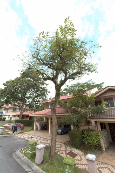 tree photo