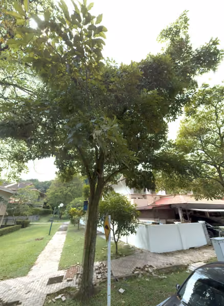 tree photo