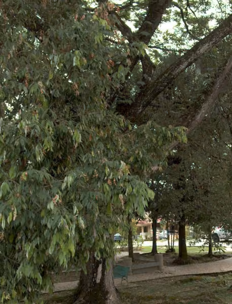tree photo