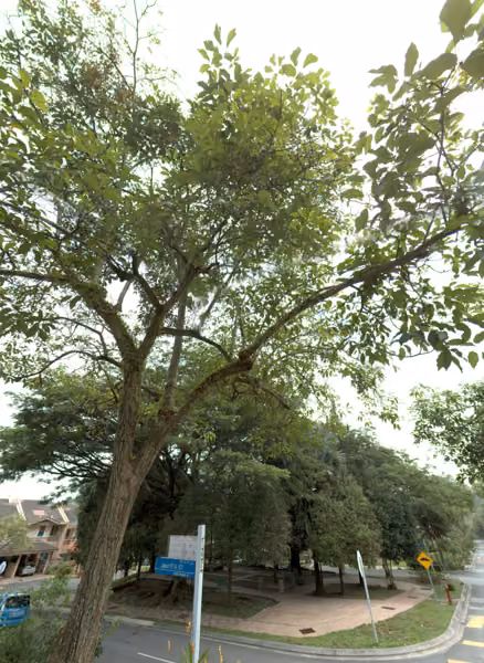 tree photo