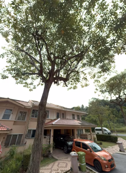 tree photo
