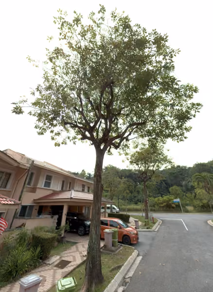 tree photo