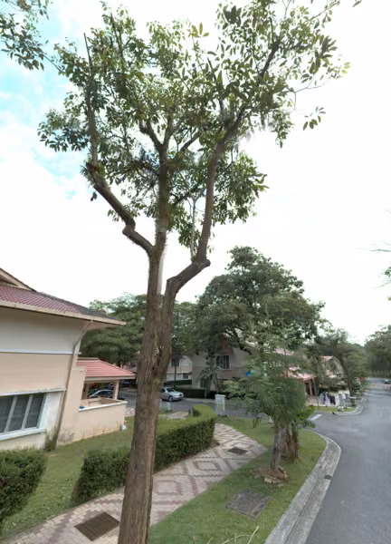 tree photo