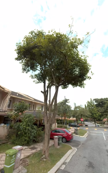tree photo