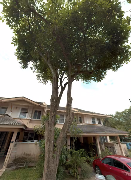 tree photo