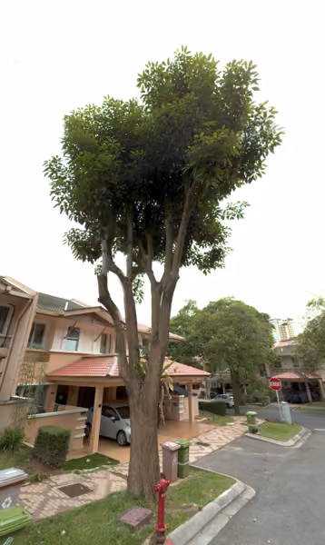 tree photo