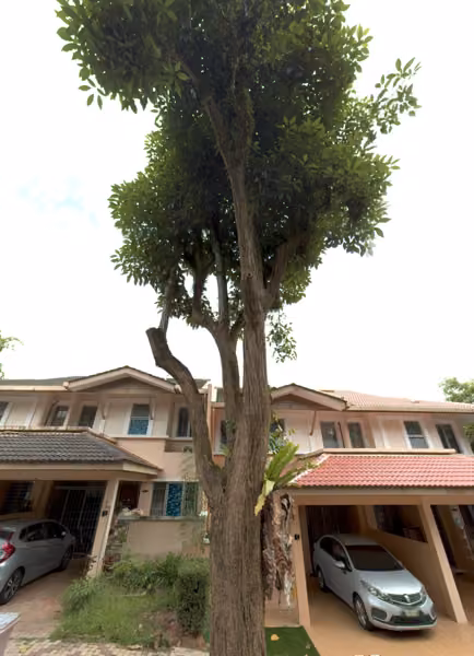 tree photo