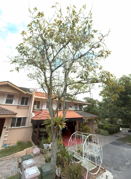 tree photo
