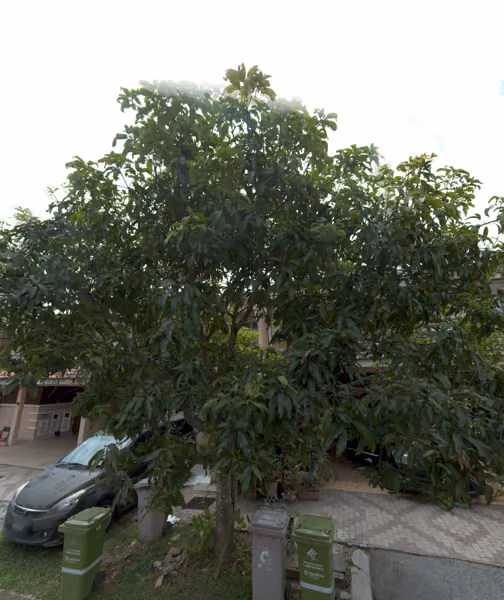 tree photo