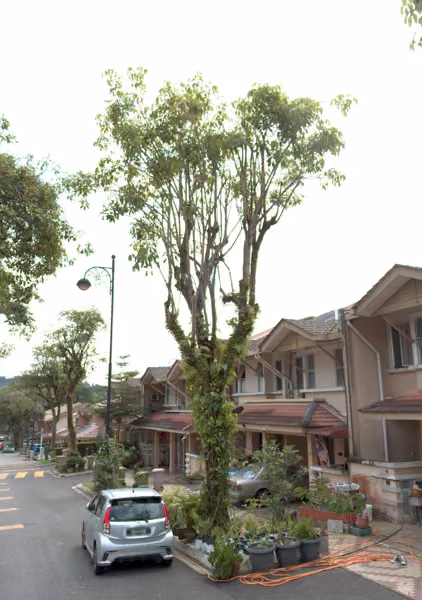 tree photo