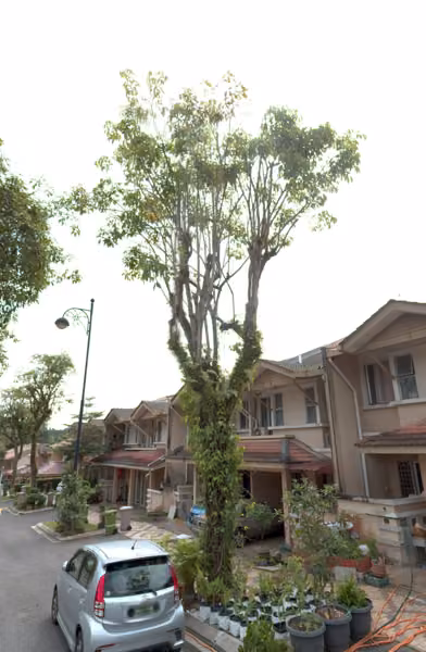 tree photo