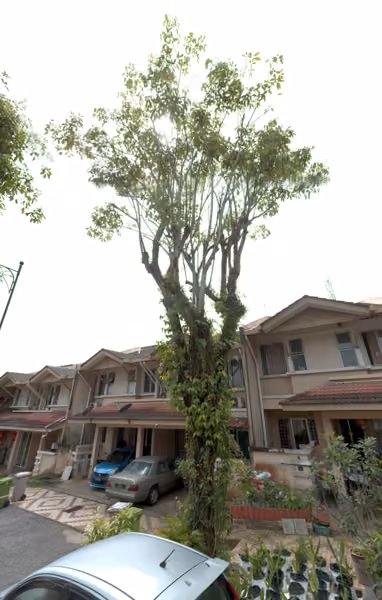 tree photo