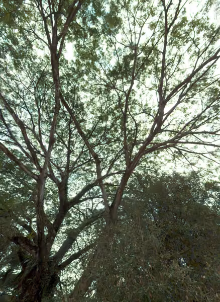 tree photo