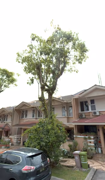 tree photo