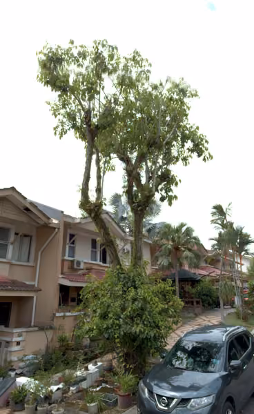 tree photo