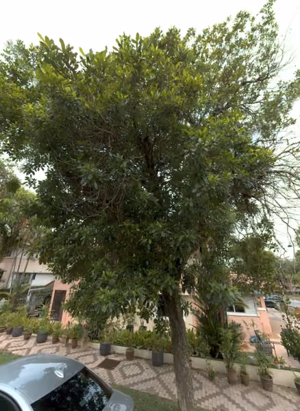 tree photo