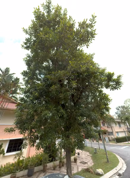 tree photo