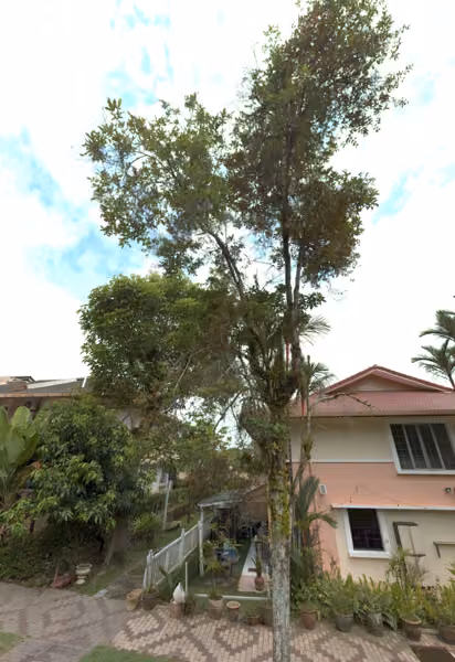tree photo