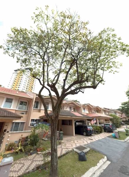 tree photo