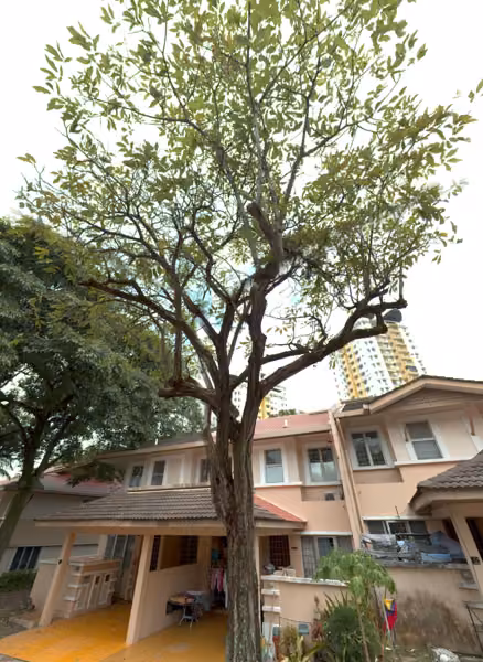 tree photo