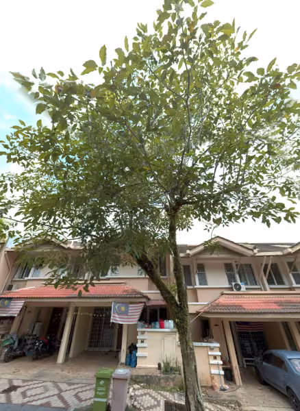tree photo