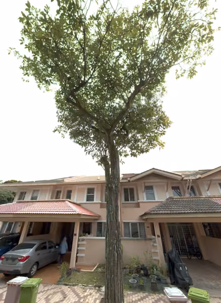 tree photo