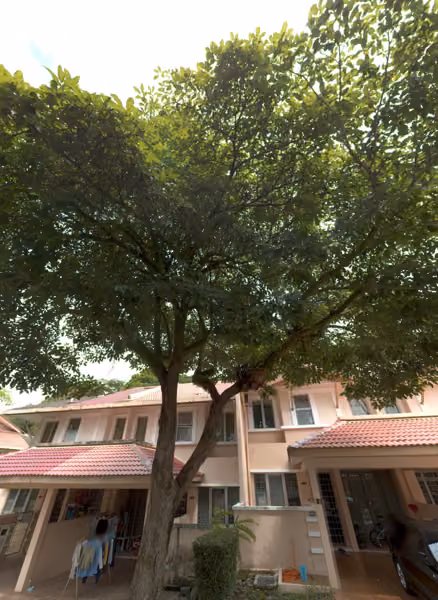 tree photo