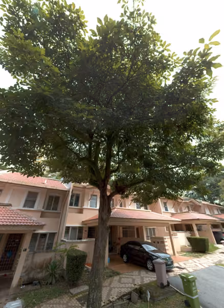 tree photo