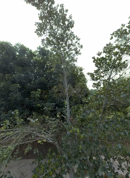tree photo
