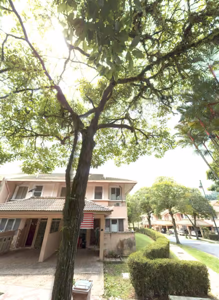 tree photo